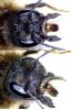 Osmia bicornis